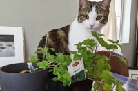 Cat Deterrent Guide: Effective Solutions for Furniture and Outdoors