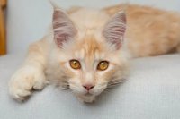 225 Ginger Male Cat Names: From Classic to Creative