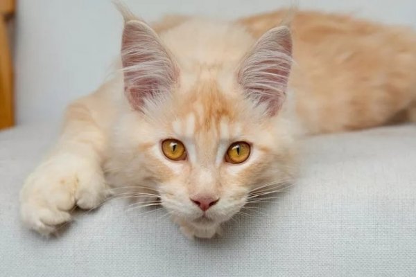 225 Ginger Male Cat Names: From Classic to Creative