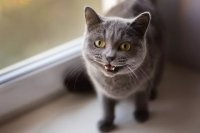 From Aslan to Yasha: 50+ Movie-Inspired Cat Name Ideas