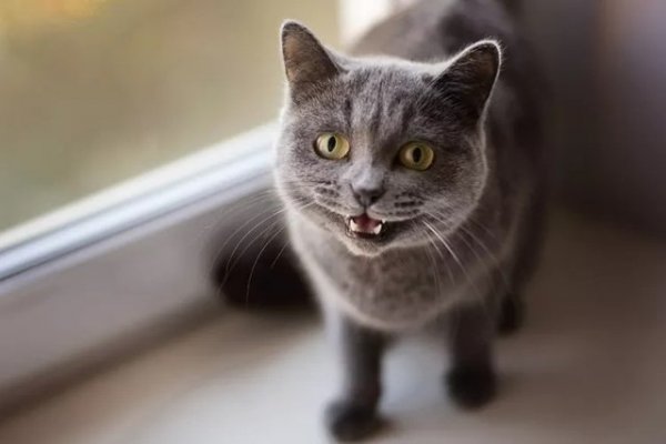 From Aslan to Yasha: 50+ Movie-Inspired Cat Name Ideas