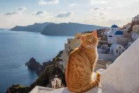 145 Greek Cat Names With Meanings: From Myth to Modern
