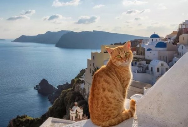 145 Greek Cat Names With Meanings: From Myth to Modern