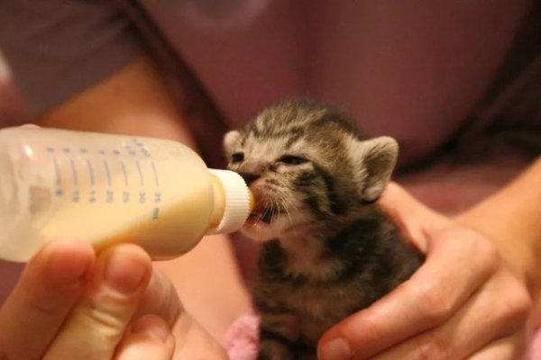 When a Mother Cat Can't Nurse: Steps to Bottle-Feed Newborn Kittens