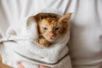 How to Bathe a Kitten Safely: A Vet-Approved Routine