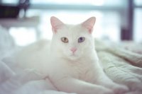 Naming Your White Cat: A Journalist's Guide to 100+ Monikers