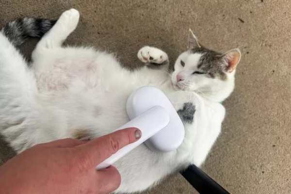 Cat Owners' Guide to Brushes: 2026 Hands-On Tests