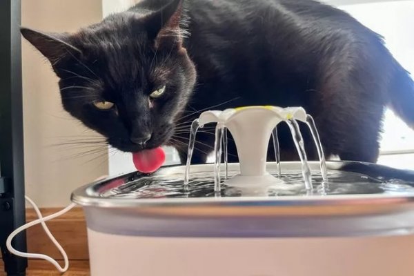 Choosing the Right Cat Water Bowl: Expert Tips and Top Picks