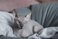 Finding the Perfect Name for Your Hairless Cat: 200+ Suggestions by Trait