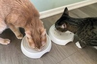 Selecting the Right Cat Bowl to Ease Whisker Fatigue