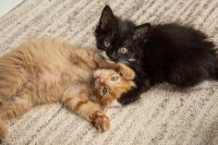 Double the Kittens, Double the Benefits: Why Two Are Better Than One