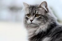 From Koshka to Zvezda: 82 Russian Cat Names and Their Meanings