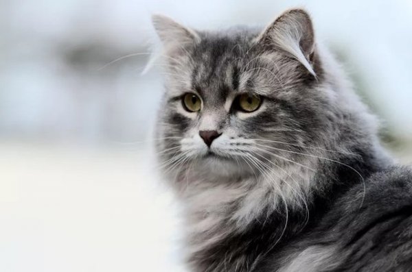 From Koshka to Zvezda: 82 Russian Cat Names and Their Meanings