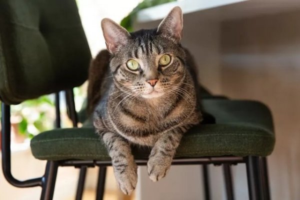 Unique Female Cat Names: From Quirky to Classic Inspiration