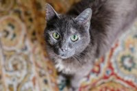 Gray Cat Names: 132 Ideas for Every Personality and Style
