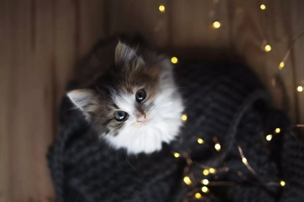 64 Magical Cat Names Straight from Disney's Universe