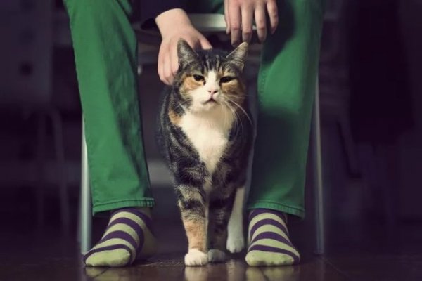 From Dublin to Derry: 65 Irish Cat Names for Every Personality