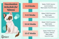 A New Kitten's Vaccine Schedule: What to Expect at the Vet