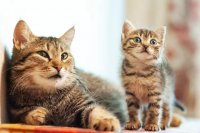 Cat Life Stages: From Kitten to Senior, What Owners Need to Know