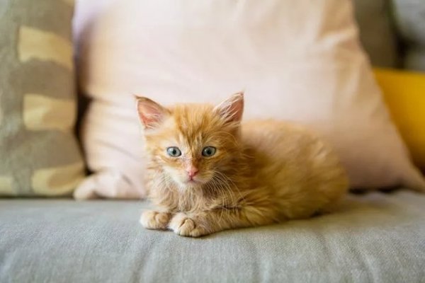 First Six Weeks of Kitten Development: Key Milestones and Health Guidance
