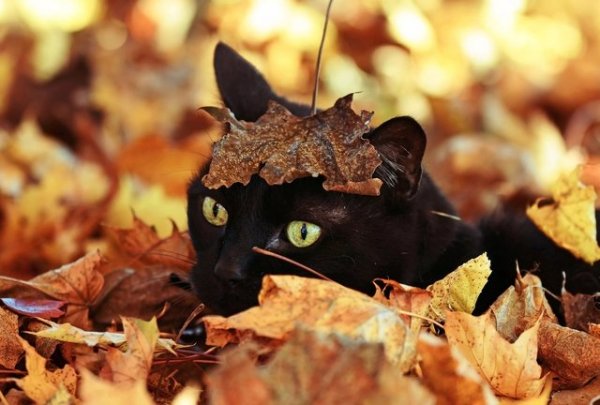165 Fall Cat Names: From Harvest to Halloween for Your New Kitten