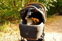 Cat Stroller Guide 2024: Five Models Put to the Test