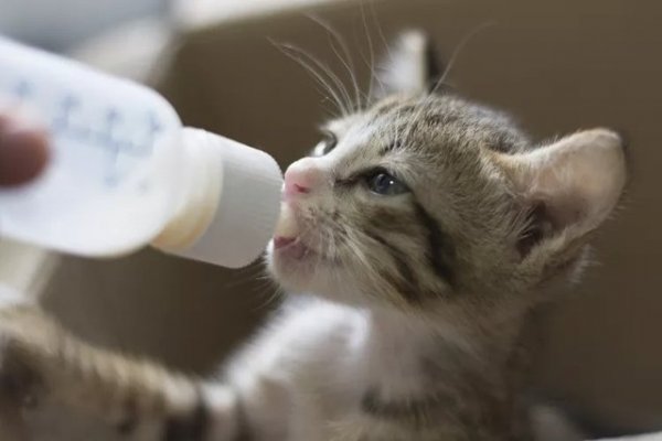Kitten Feeding Milestones: What to Expect in the First Eight Weeks