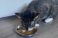 2024 Cat Bowl Guide: Home-Tested Options for Whisker Comfort and Durability