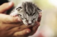 Newborn Kittens Face Steep Survival Odds: What Caregivers Should Know