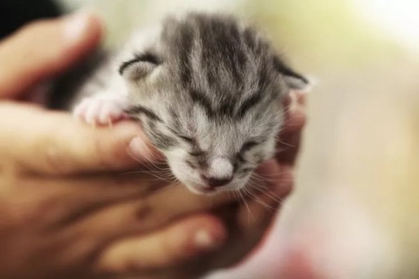 Newborn Kittens Face Steep Survival Odds: What Caregivers Should Know