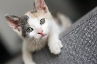 277 Female Cat Names: From Classic to Creative Choices