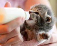 When Mother's Milk Is Absent: DIY Kitten Formula Guide