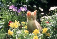 Floral Feline Names: 103 Botanical Ideas for Your New Cat