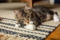 Why Kittens Turn Aggressive and How to Redirect Their Hunting Instincts