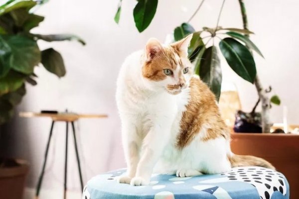 From Myth to Marmite: 15 Unusual Cat Names for Your New Male Kitten