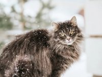 116 Winter Cat Names: From Blizzard to Cozy Cocoa