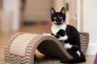 Preparing Your Home for a New Kitten: A Practical Checklist